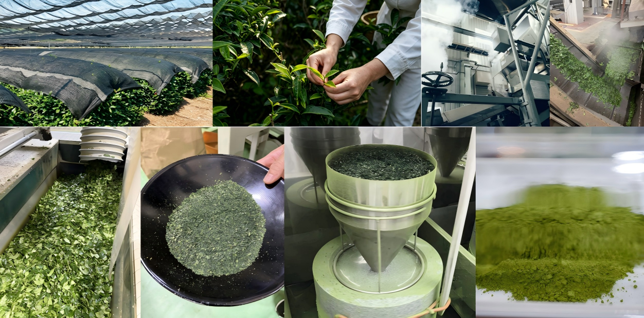 our matcha production process