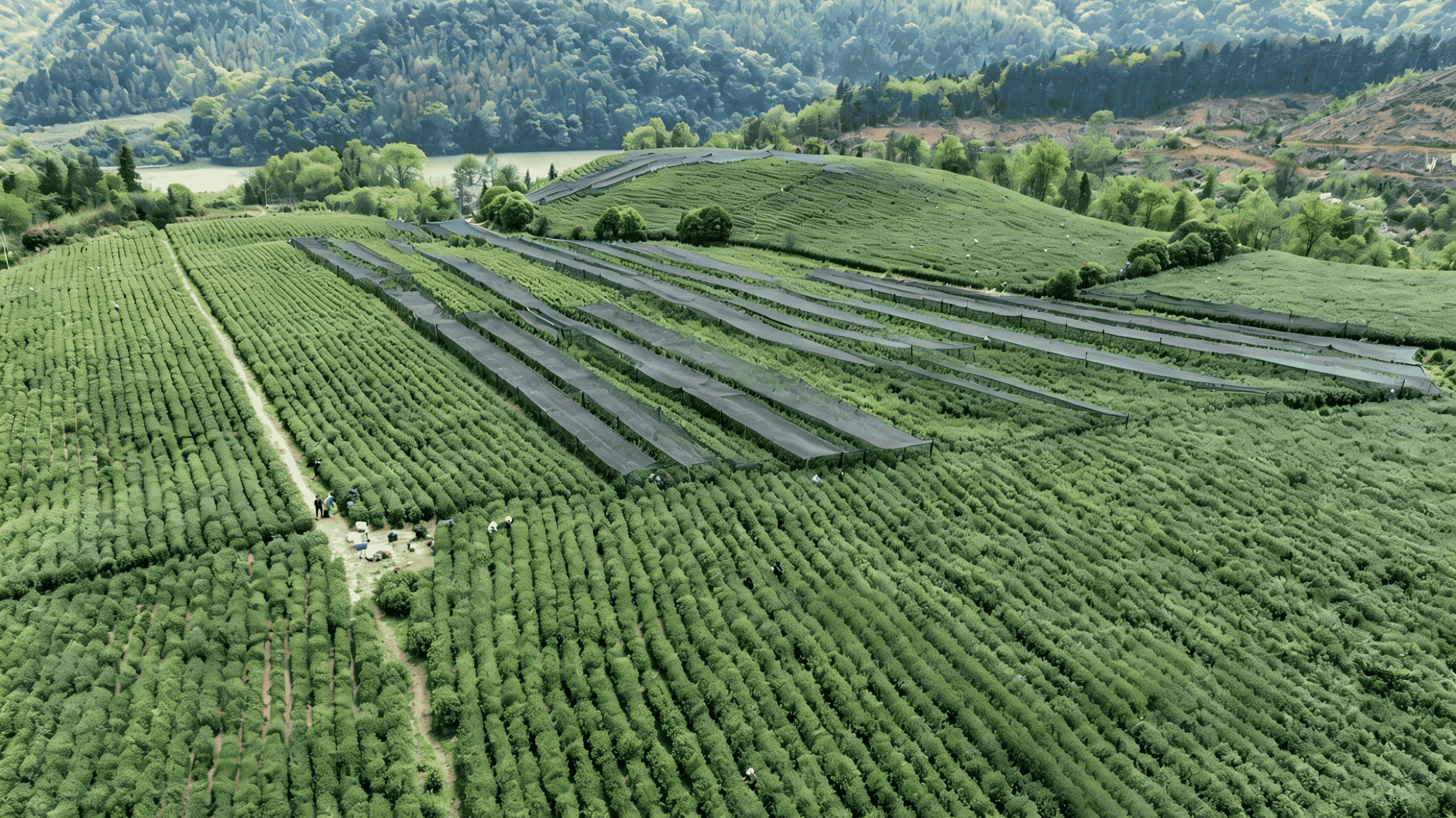 Chinese matcha field