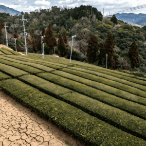 drought tea plantation Japan