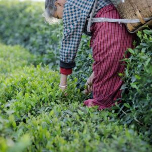 elder Japanese tea farmer