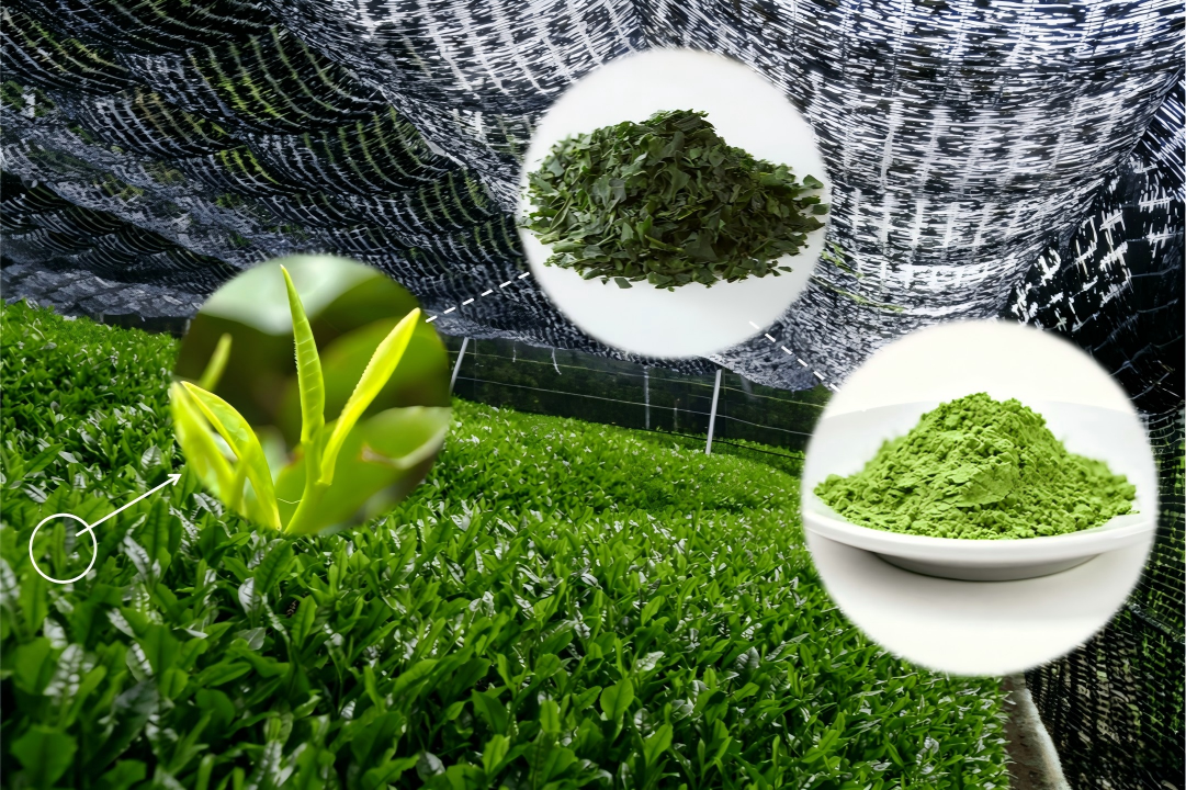from tea leaf to matcha powder