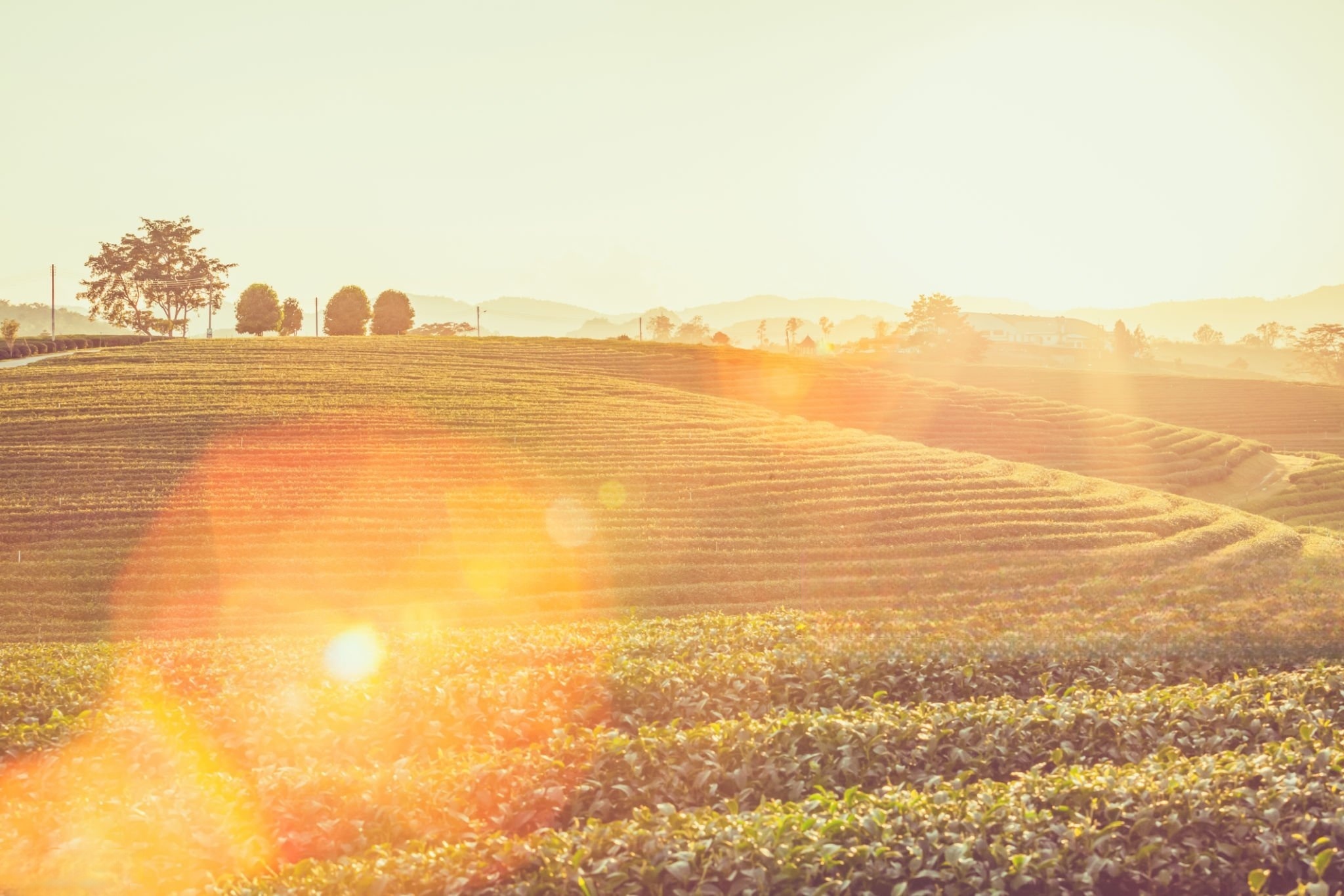 matcha field in high-temperature weather