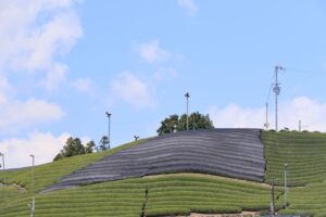 our matcha field