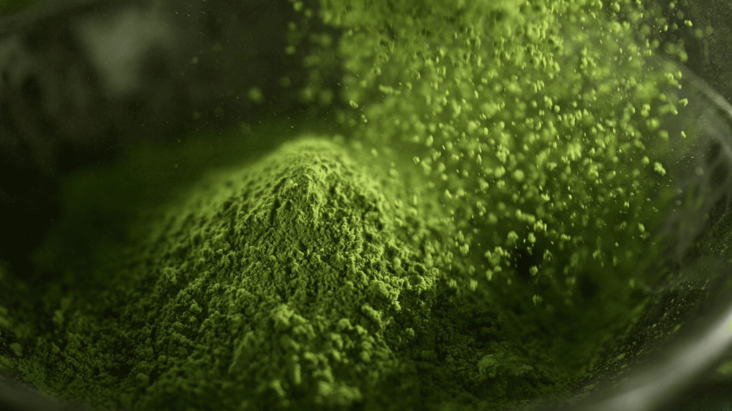premium matcha from field