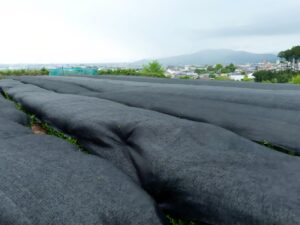 shade grown matcha field