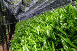 shaded matcha field