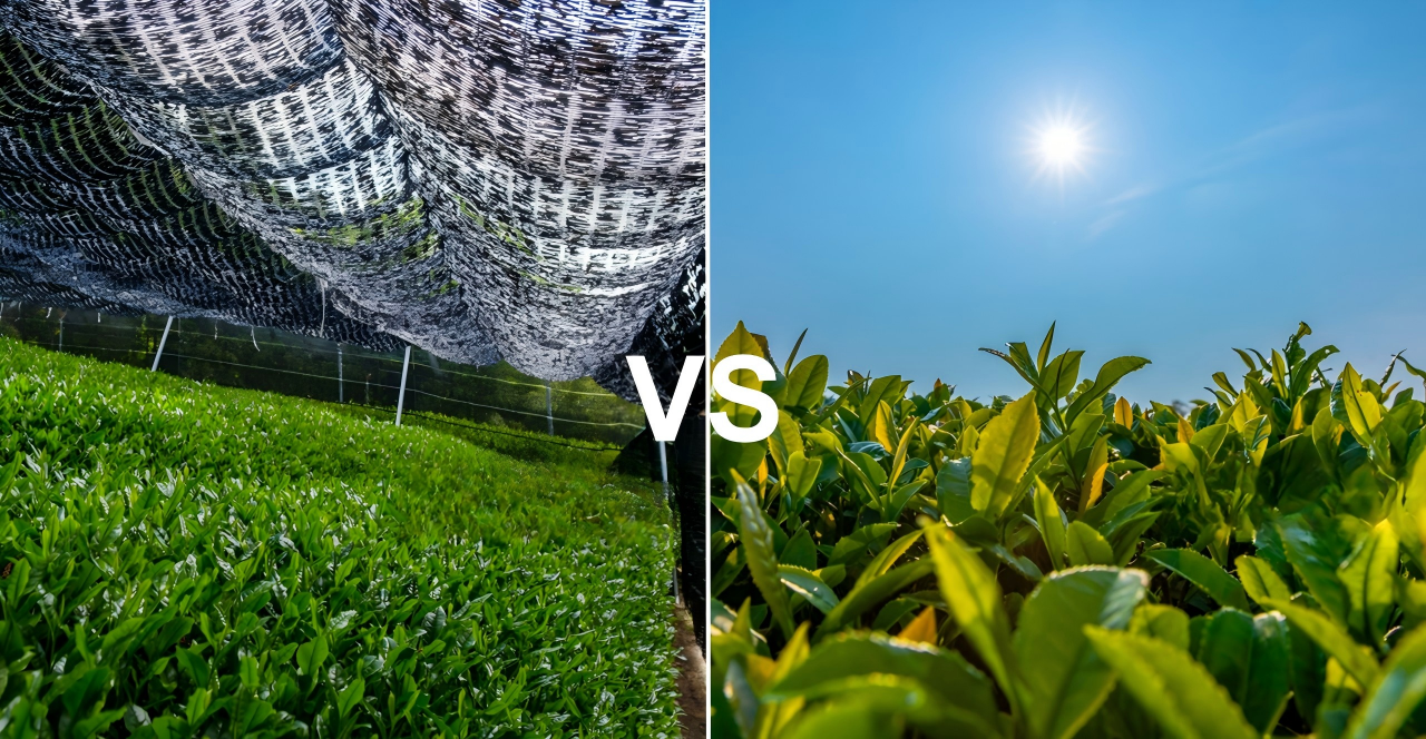 shaded matcha field VS green tea field