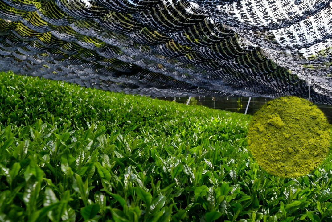 shaded tea field products premium matcha powder shaded tea field products premium matcha powder