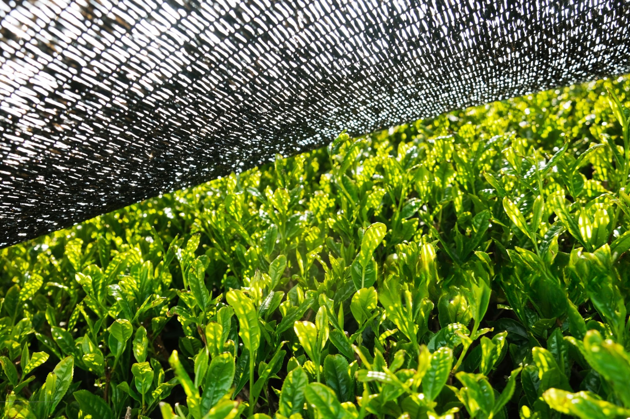 shaded tea field for matcha powder