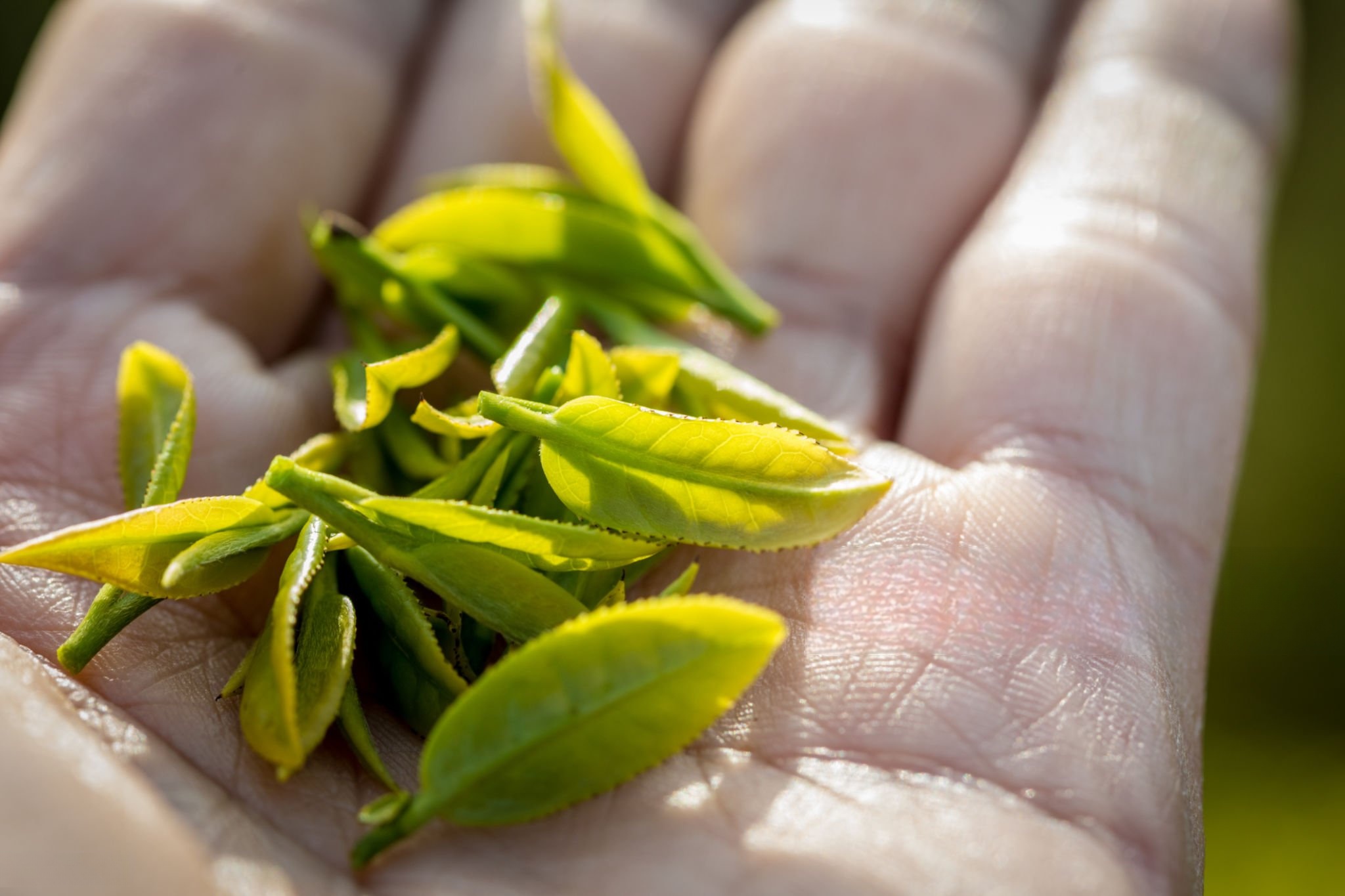tender matcha leaves