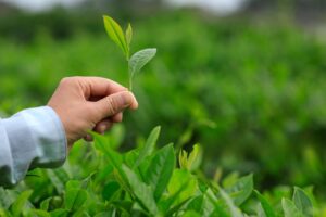tender matcha leaves