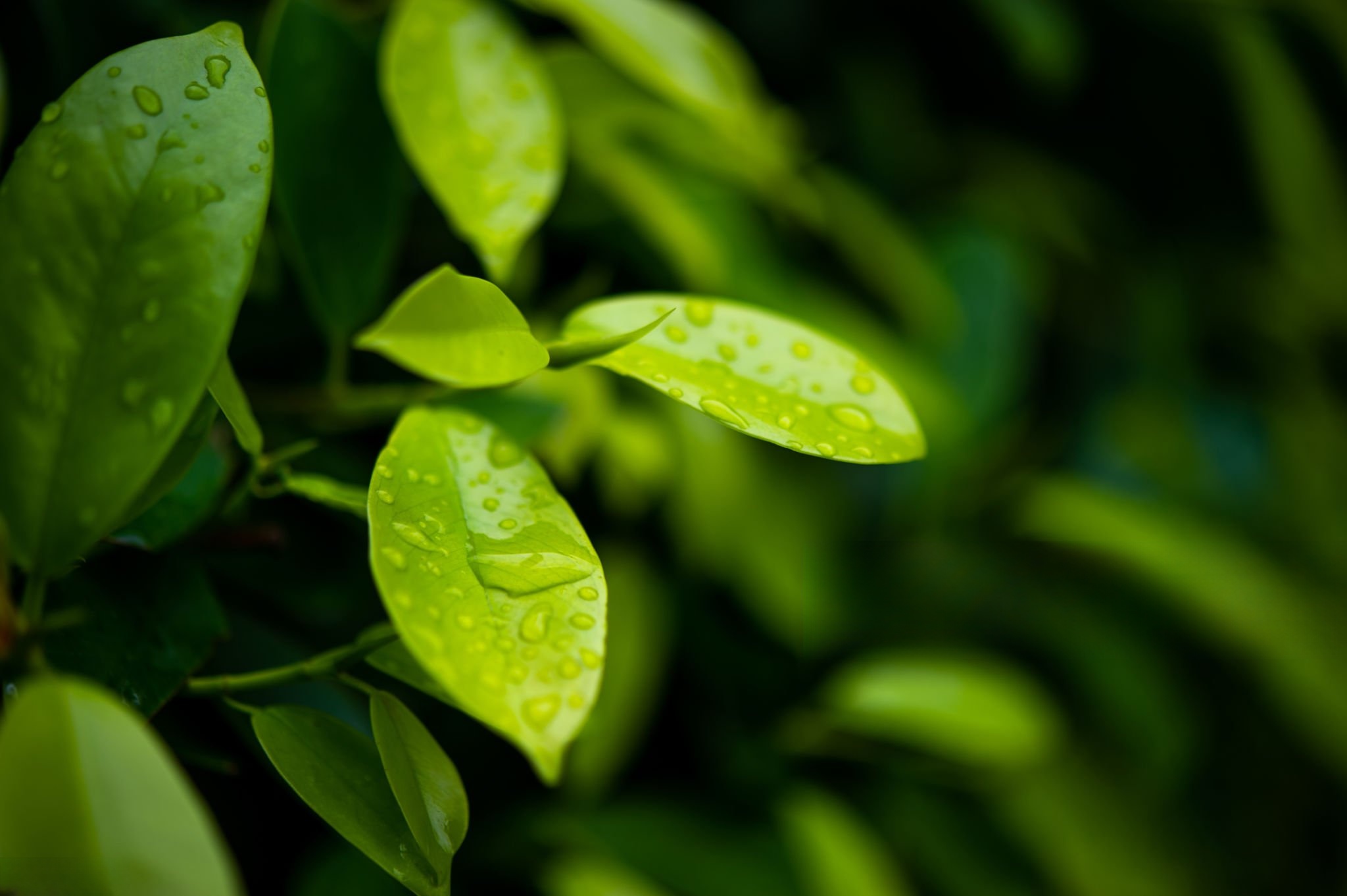 tender tea leaves for matcha powder