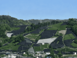 uji matcha field