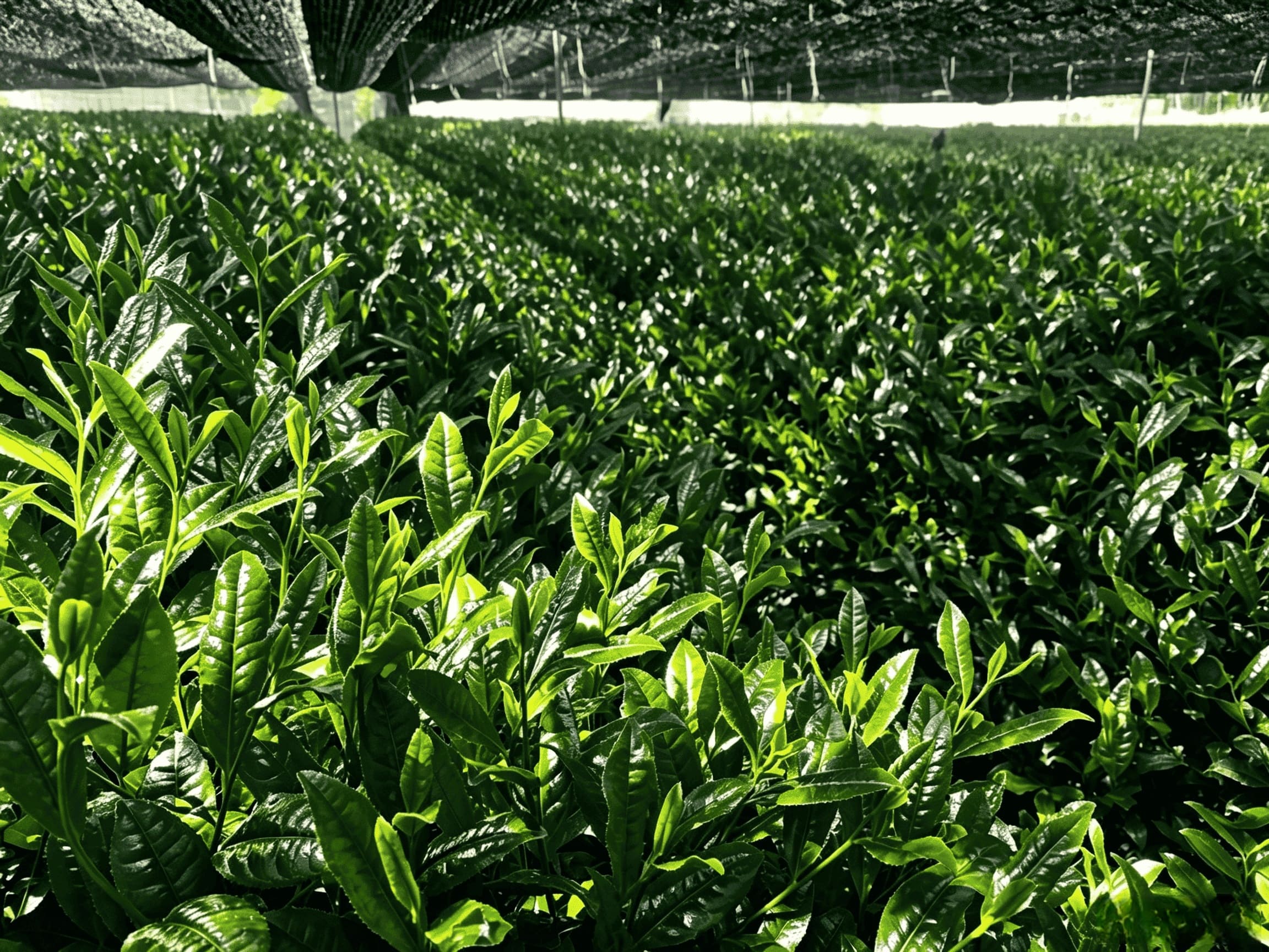 Ankang matcha field Ankang matcha field