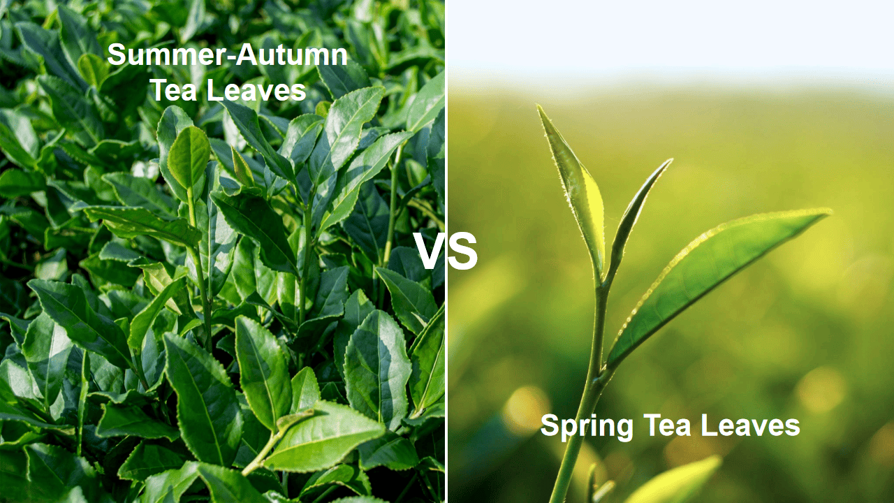 Summer-Autumn VS Spring Tea Leaves