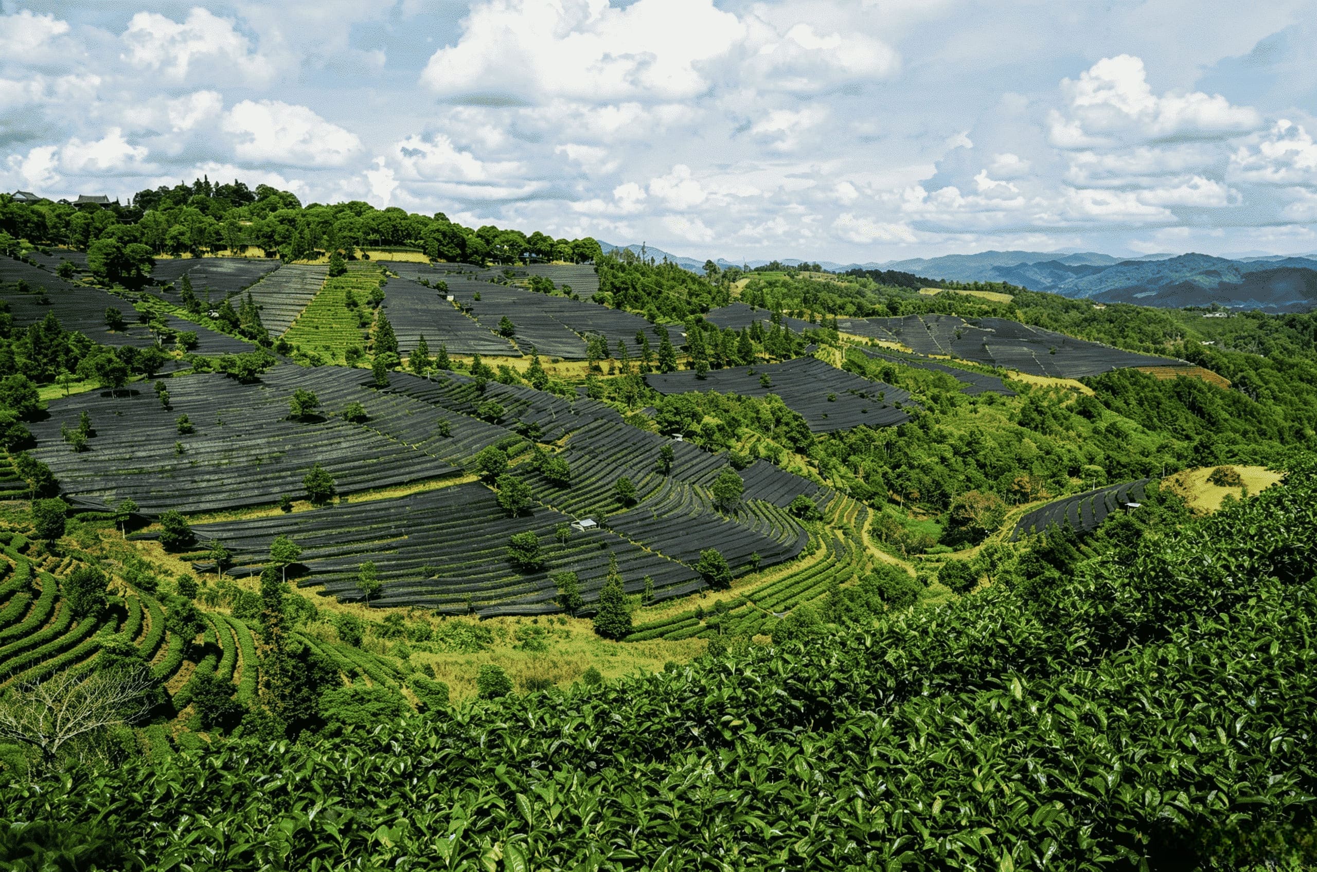Yunnan tea filed Yunnan tea filed