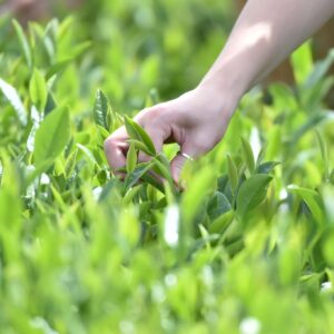hand-picked tea leaves matcha