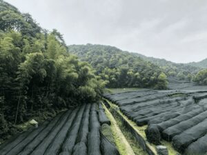 matcha field in Zhejiang