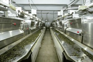 matcha in workshop