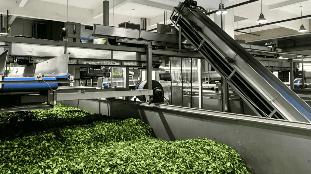 matcha production process