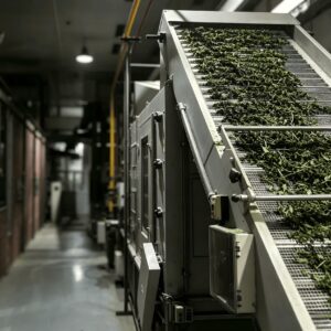 matcha steaming equipment