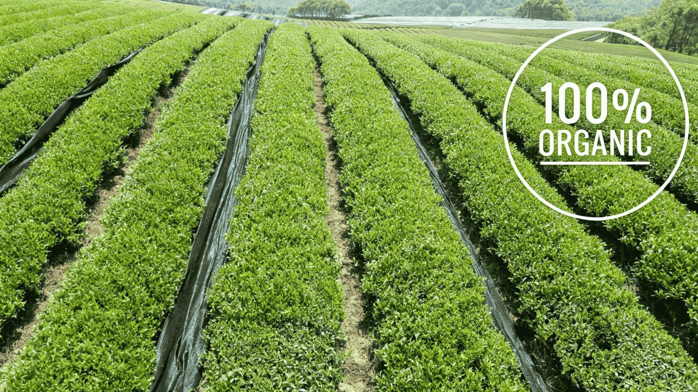 organic matcha field