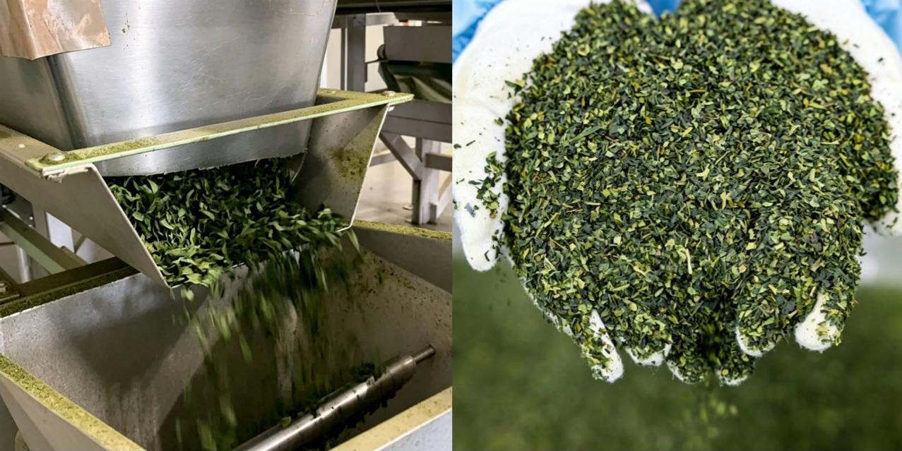 our tencha production process before matcha